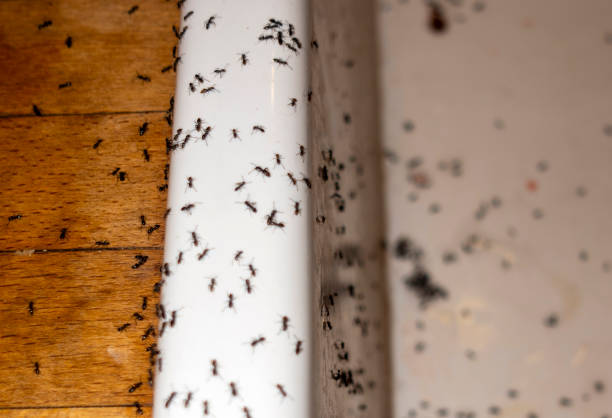Best Pest Control Near Me  in Decatur, MI