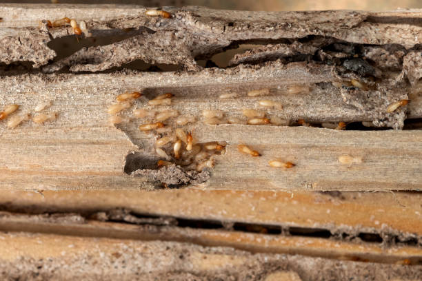 Best Flea Control Services  in Decatur, MI